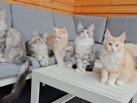 「元気で、幸せになるんだよ」子猫たちに旅立ちの日が！別れを惜しむメインクーンファミリー