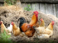 伝説のUMA「チュパカブラ」なのか！？胸を切り裂かれた鳥60羽の変死体が発見される(ブラジル)
