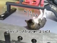 猫氏がアップをはじめたようです。器具で腹筋を鍛えはじめる