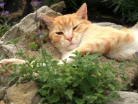 知らずに植えたら野良猫が集まって来た。西洋マタタビがきっかけで猫の保護活動をはじめた女性