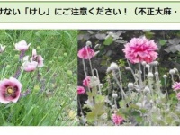 愛媛県ホームページ中予保健所「植えてはいけない「けし」にご注意ください！（不正大麻・けし撲滅運動）」より