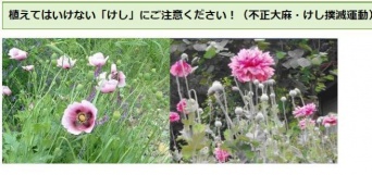愛媛県ホームページ中予保健所「植えてはいけない「けし」にご注意ください！（不正大麻・けし撲滅運動）」より