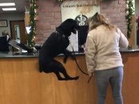 とにかくジャンプが大好きな犬。動物病院の受付でもジャンプしちゃった姿が話題に（アメリカ）