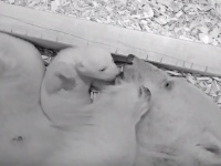 開いた！眼が開いた！ホッキョクグマの赤ちゃんの眼が初めて開く瞬間を記録したおめでたい動画（ドイツ）