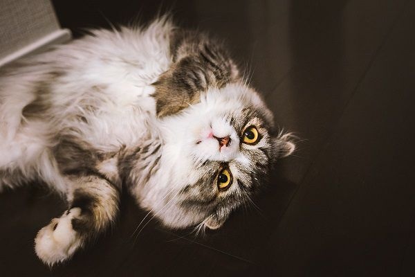 犬系女子と猫系女子の特徴。さあ、あなたは犬？猫？どっちですか？