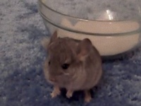 チンチラの赤ちゃん、はじめての砂浴び。そこに先輩チンチラがやってくるよ