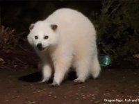 まっしろしろすけ。白いアライグマ（白変種）が発見される