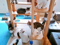 保護猫カフェ funnyCatのプレスリリース画像