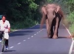 何故か野生の象に追いかけられるチャリのお兄さん！？