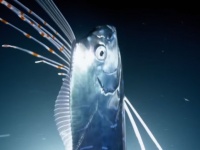 伝説の深海魚、リュウグウノツカイがダイバーの近くにやってきた！幸せのランデヴー