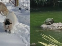 冬本番でも元気いっぱい？雪原に生きる動物たちなど、たくましく生きる生き物たちの映像5連発