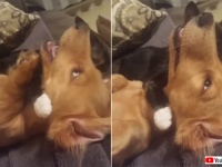 最初は抵抗していた犬だったが、猫の超絶テクニックになすがまま