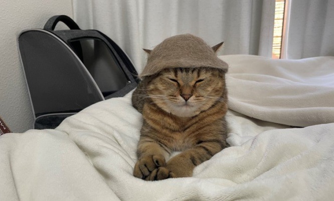 完全にととのってますねぇ...　抜け毛で「サウニャハット」を作ってもらったネコチャン、この表情