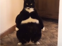 進化した猫の二足立ちの貫禄。スーツを着てる？
