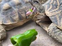 「ぱくっ」からの「ウゲーッ！！！」　生まれて初めてピーマンを食べたカメさんの反応が可愛すぎる