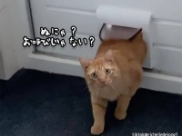 「ん？あんた誰？」「あんたこそ誰？」自分の家と間違えて帰ってきた猫のきまずい表情が絶妙