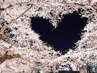 なんてカワイイ「偶然」なんだ...　空にハートを描く弘前公園の桜に反響「心がキュンってなる」「キレイすぎるやろ～！」
