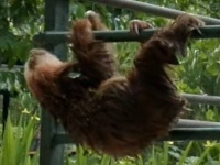 ナマケモノの赤ちゃん、お風呂に入れてもらって干される。その様子に関する海外の反応