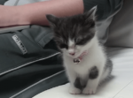 悶絶する可愛さ！必死に睡魔と闘う子猫が隣りにいる飼い主さんに気づいた後の行動