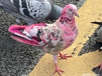 イギリスの街中にピンク色の鳩が現れ住民たちが驚きの声
