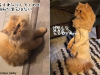 こんなはずじゃ...トリミングに行ったら弱そうなライオンになって帰ってきた2匹の猫