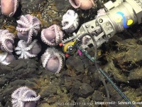コスタリカの深海でタコの赤ちゃんの保育所を発見！新種の可能性も