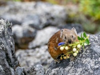 絵本から飛び出してきたの？　山で目撃された「よくばりなナキウサギ」がメルヘンすぎる