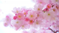 春のお出かけに！ 大学生が行ってみたいと思う全国各地の桜の名所ランキング