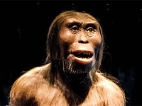 318万年前の化石人類「ルーシー」は毛深くなかった