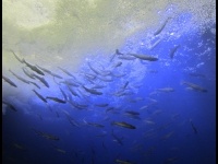 山の水族館・滝壺水槽（パコ北見ホテルスタッフさん撮影、Wikimedia Commonsより）