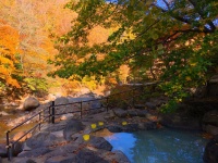 美しい紅葉と乳白色の温泉に癒される