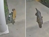 防犯カメラは見た！夜中に狐が玄関へ…そしてその後やって来たのはあのおっかないヤツだった！