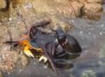 【戦慄映像】タコがカニを捕食、水中にひきずりこむ！