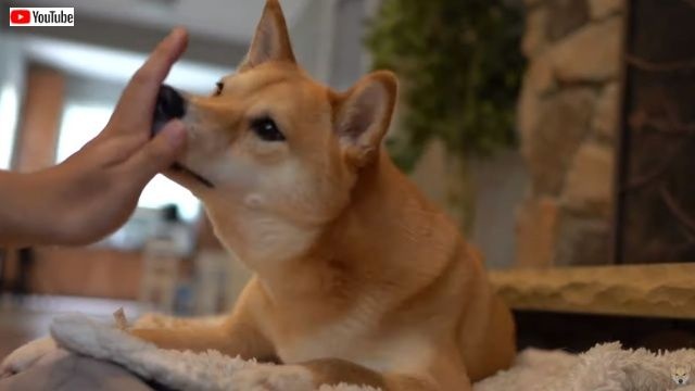 haruhighfive3_batch