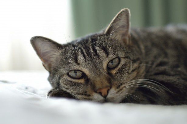 実はネコは人を「でかすぎる猫」だと思っているらしい