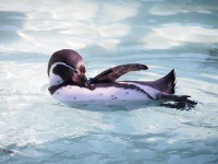 円山動物園のフンボルトペンギン（ju2styleさん撮影、Flickrより）