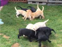 なぜ回る？11匹の子犬たちのローリング食べ