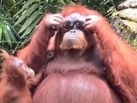 「似合うかしら？」オランウータンのお母さん、ニンゲンの落としたサングラスを拾ってご満悦？