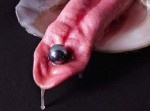 舌とハマグリによるエログロな世界がなまめかしい