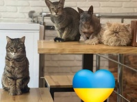 どんなことがあっても猫たちと共に。現在も営業を続けるウクライナの猫カフェ