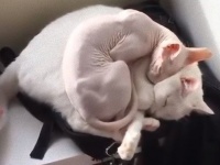 プライスレスな天使たちに萌えたい人集まれ！可愛すぎる動物の赤ちゃん総集編