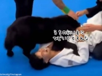 助太刀いたす！柔術大会で対戦相手に抑え込まれている飼い主を守ろうとした犬