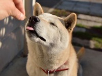 獣医が教える。犬や猫に食べさせてはいけない食材5品目とは「タマネギ」「キシリトール」