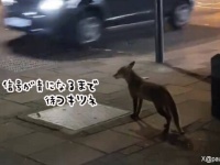 イギリスで信号待ちをするキツネ、信号が青に変わると道路を渡る