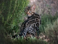 ペットの猫が野生のジャガーと勘違いされて森に放たれる事案。飼い主らが必死の大捜索