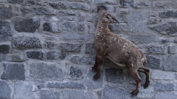 崖登りヤギとはオイラのことさ！「アルプス・アイベックス」がほぼ垂直のダムの壁面を登る理由