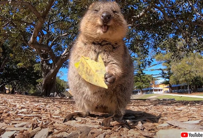 今のインターネットに必要なもの。クアッカワラビー