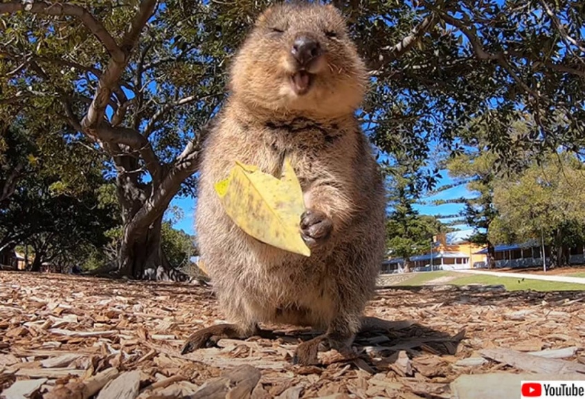 今のインターネットに必要なもの。クアッカワラビー