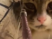 今年一発目のクリスマスツリーデストロイヤー。猫、ツリーに潜み飼い主にウインクをぶちかます