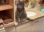 もしあなたが飼い主なら『悔しいけど、かわいいっ…！』と思ってしまう動画。